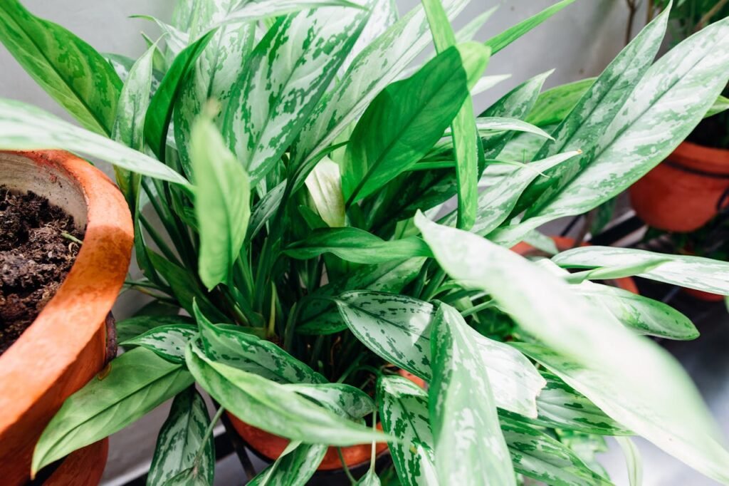 Chinese evergreen plant for low light indoor spaces