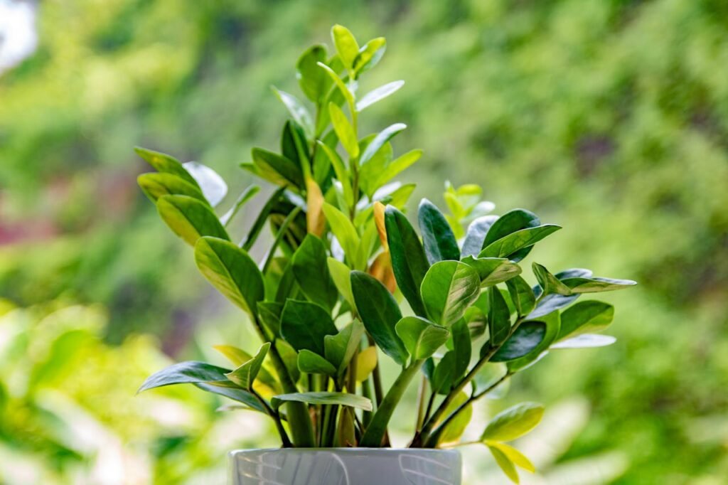 ZZ Plant