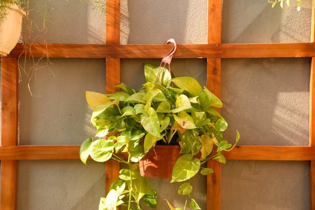 pothos plant trailing from shelf in low light apartment