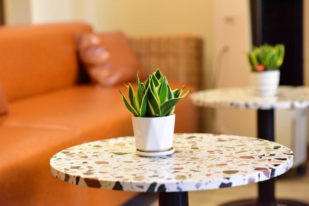 beginner-friendly snake plant for low light apartment bedroom