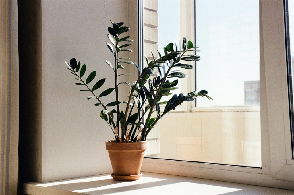ZZ plant as a low maintenance indoor plant for apartments